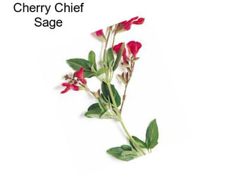 Cherry Chief Sage