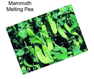 Mammoth Melting Pea