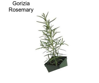Gorizia Rosemary