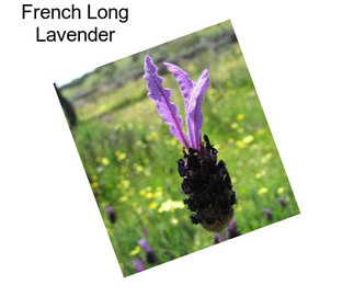 French Long Lavender