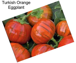 Turkish Orange Eggplant