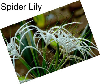 Spider Lily