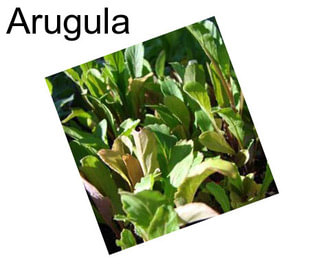 Arugula