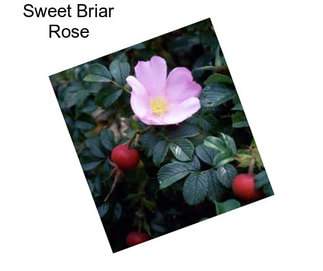 Sweet Briar Rose