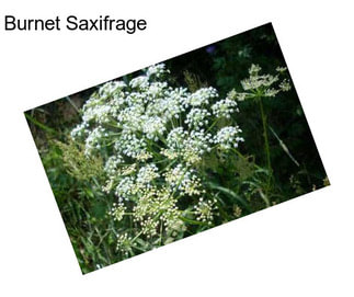 Burnet Saxifrage