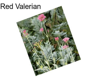 Red Valerian