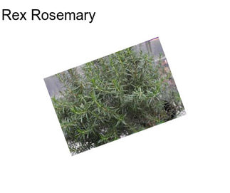 Rex Rosemary