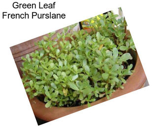 Green Leaf French Purslane