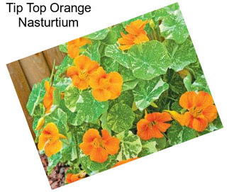 Tip Top Orange Nasturtium