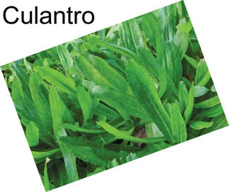 Culantro