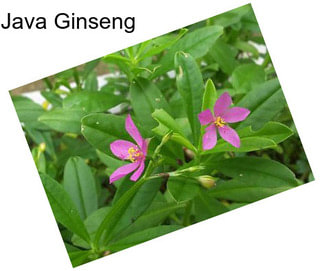 Java Ginseng