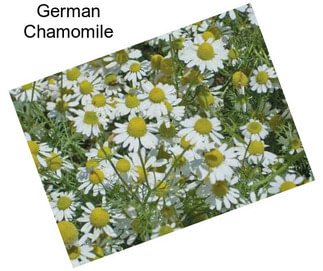 German Chamomile