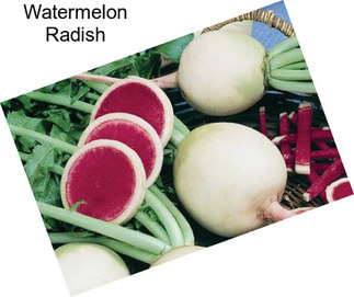 Watermelon Radish