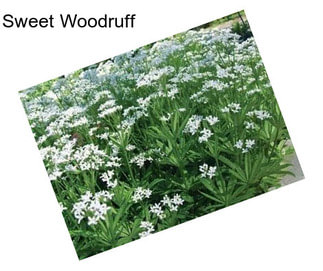 Sweet Woodruff
