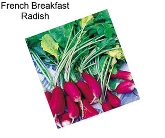 French Breakfast Radish