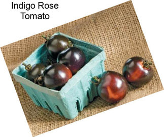 Indigo Rose Tomato