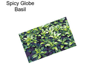 Spicy Globe Basil