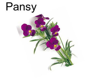 Pansy