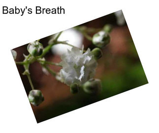 Baby\'s Breath