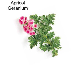 Apricot Geranium