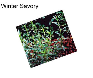 Winter Savory