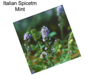 Italian Spicetm Mint