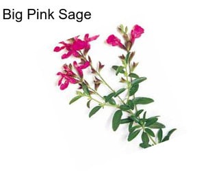 Big Pink Sage