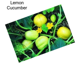 Lemon Cucumber