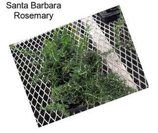 Santa Barbara Rosemary