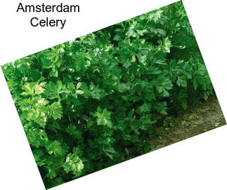 Amsterdam Celery