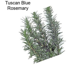 Tuscan Blue Rosemary