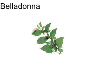 Belladonna