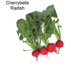 Cherrybelle Radish