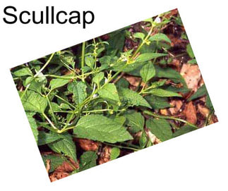 Scullcap