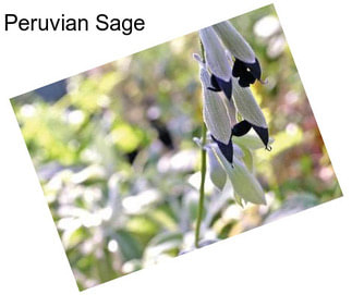 Peruvian Sage