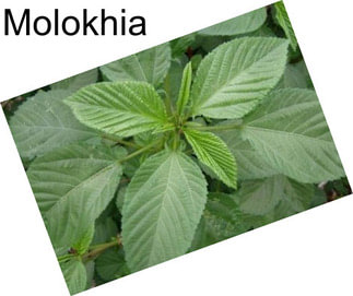 Molokhia