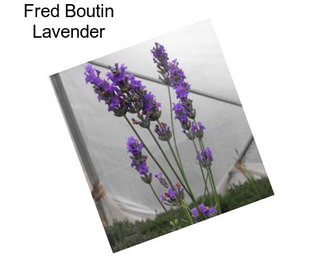 Fred Boutin Lavender