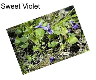 Sweet Violet