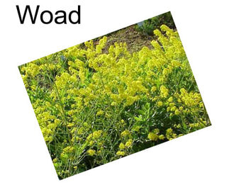 Woad