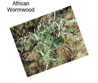 African Wormwood