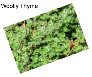 Woolly Thyme