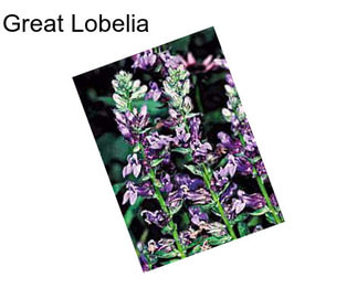 Great Lobelia
