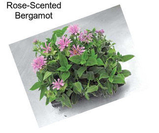 Rose-Scented Bergamot