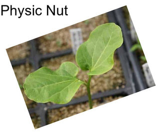 Physic Nut