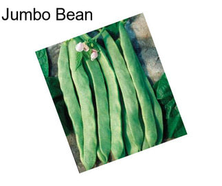 Jumbo Bean