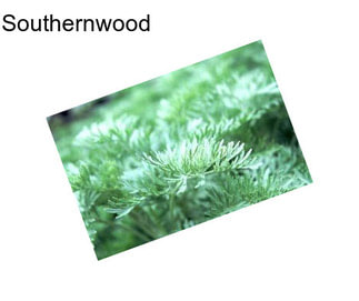 Southernwood