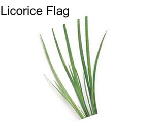 Licorice Flag