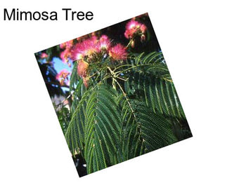 Mimosa Tree