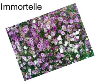 Immortelle