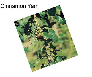 Cinnamon Yam